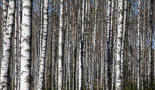 photo of forest thumbnail