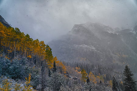 trees on mountain thumbnail