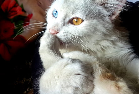 white cat beside textiles thumbnail