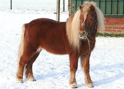 closeup photo of brown horse thumbnail
