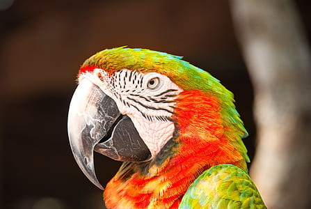 tilt shift lens photography of green and red parrot bird thumbnail