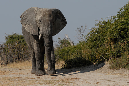 elephant beside leaves during daytime thumbnail