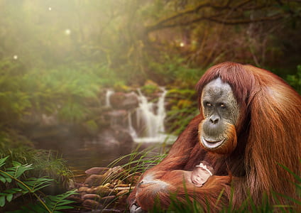 monkey near waterfalls surrounded by trees thumbnail