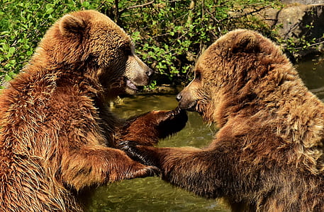 close-up photo of two brown bears thumbnail