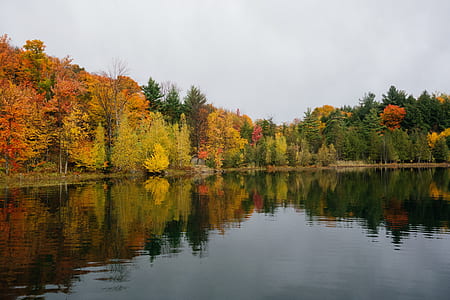 landscape photo of trees and lake thumbnail