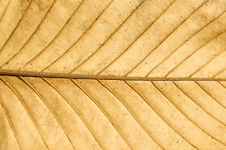 brown leaf thumbnail