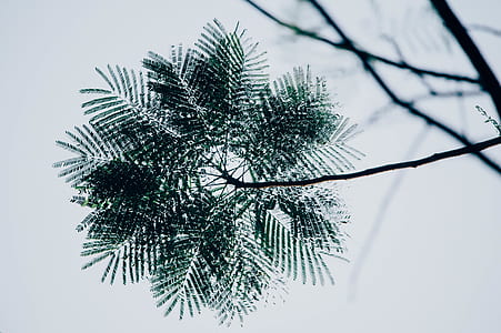 grayscale photo of leaves thumbnail