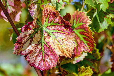 shallow focus photography of purple and green leaf thumbnail