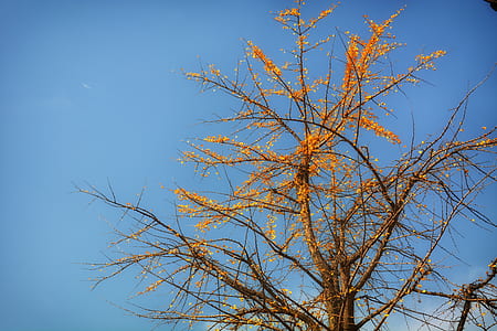 orange leafed tree thumbnail