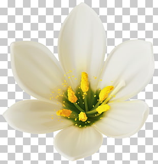 Flower bouquet White , White Flower , white rain lily in close-up photography PNG clipart