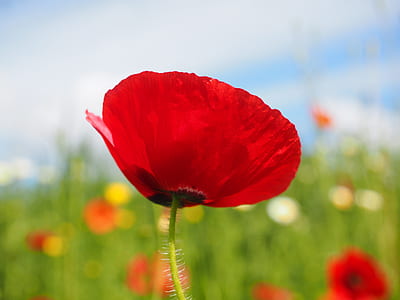 Close Up Photo of Red Petalled Flower during Daytime thumbnail