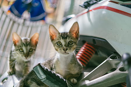 Brown Tabby Cat thumbnail