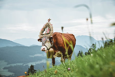 brown and white cow standing on green plants thumbnail