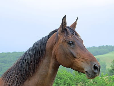 brown horse thumbnail