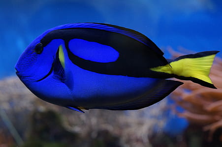 blue and black fish thumbnail