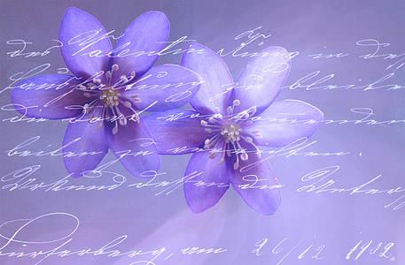 two purple petaled flowers with text overlay thumbnail