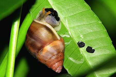 close up photography of brown snail on leaf thumbnail