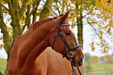 brown and white horse under green leaf tree during daytime thumbnail