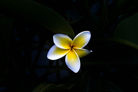 top view photo of white and yellow petaled flower thumbnail