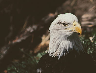 macro photography of bald eagle thumbnail