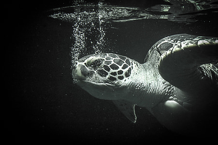 underwater photography of sea turtle thumbnail
