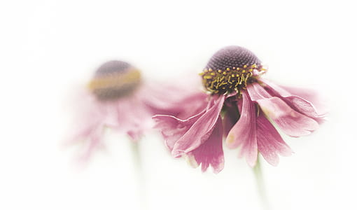 pink coneflowers in bloom close up photo thumbnail