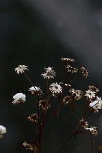 shallow focus photography brown flowers thumbnail
