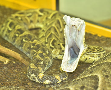 brown snake mouth wide open thumbnail