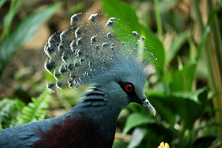 gray and blue bird thumbnail