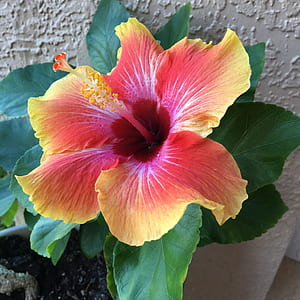 close view of red and yellow Hibiscus flower thumbnail