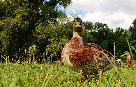duck on grass thumbnail
