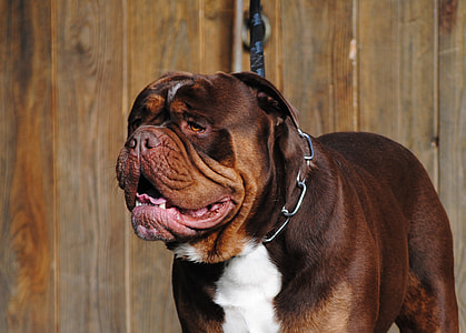 Renascence Bulldogge, Dog thumbnail