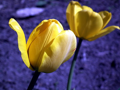 closeup photo of yellow tulip flowers thumbnail