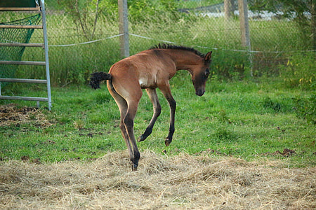 brown donkey jumping on green grass field during daytime thumbnail