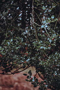 green leafed plants thumbnail