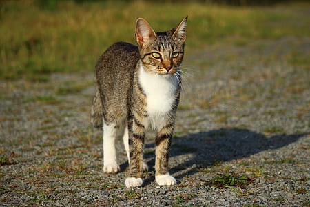 white, gray, and brown cat thumbnail