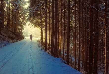 person walking on pathway surrounded by pine trees thumbnail