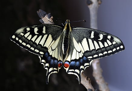 close up photo of tiger swallowtail butterfly thumbnail