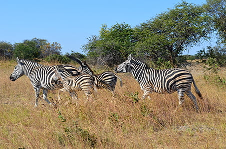 four zebra on grass thumbnail