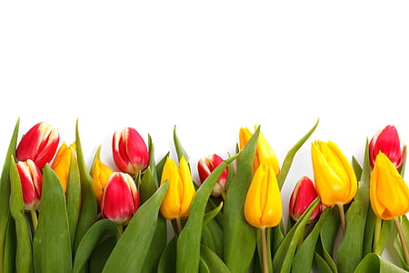 yellow, red, and green petaled flowers thumbnail