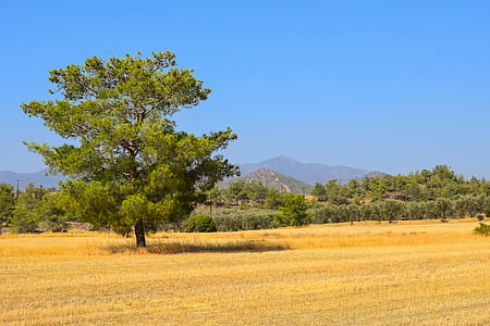 green tree in field thumbnail