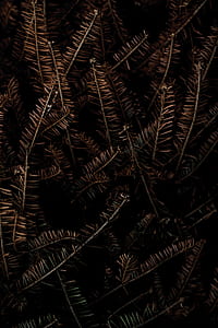 bunch of brown leafed plant thumbnail