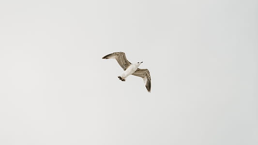 white seagull flying low-angle photography thumbnail