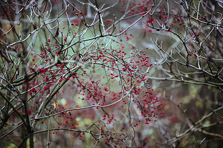 A walk in an autumn forest thumbnail