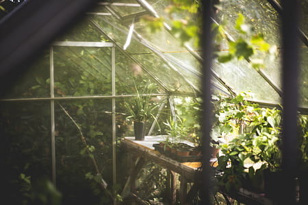 selective focus photography of plants inside greenhouse thumbnail