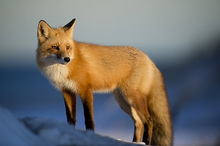 brown fox on white snow thumbnail