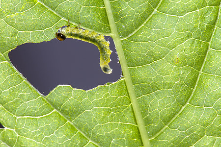 Sawflies Larvae, Caterpillar thumbnail