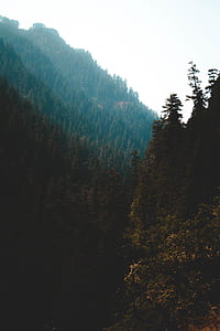 tall green leafed trees within mountain range during daytime thumbnail