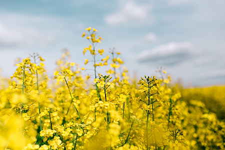 Rape field on a sunny day thumbnail