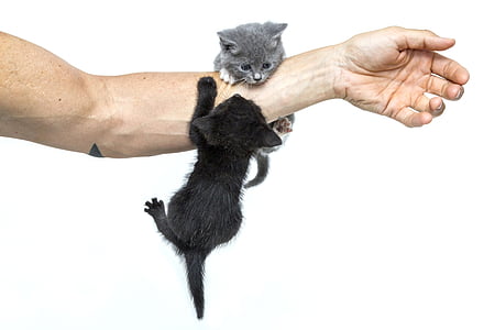 two kittens hanging on left man's arm thumbnail